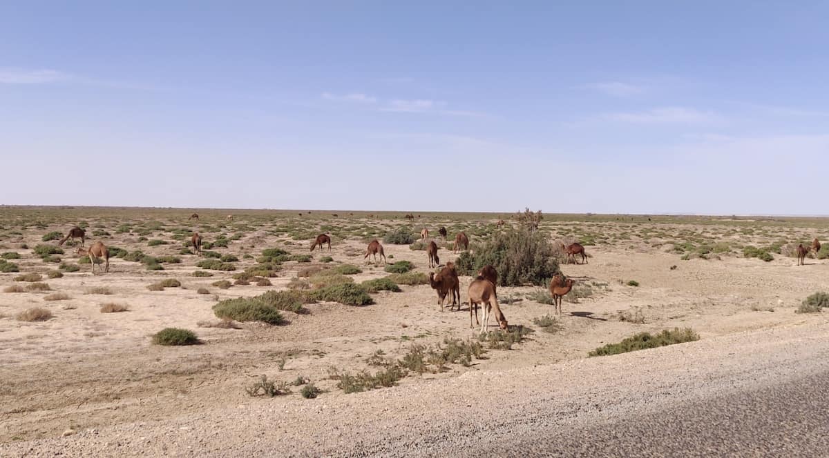 Dromedaries at the roadside