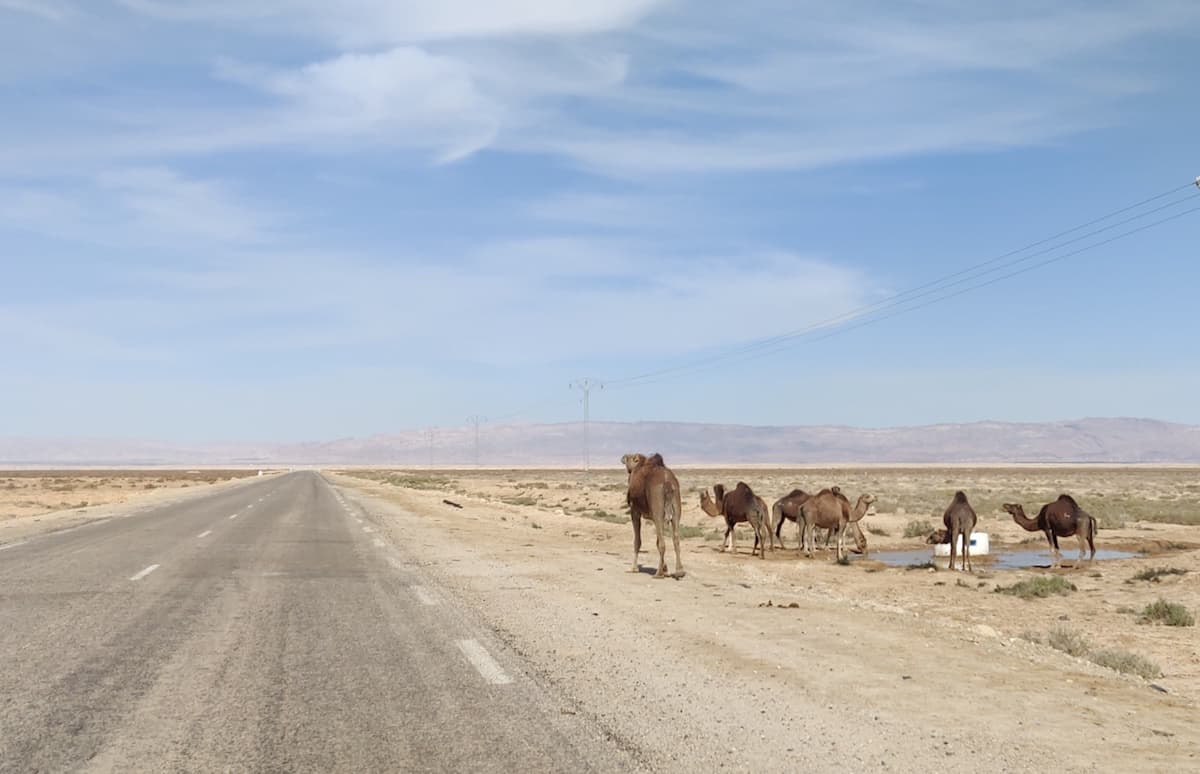 Dromedaries drinking at the roadside