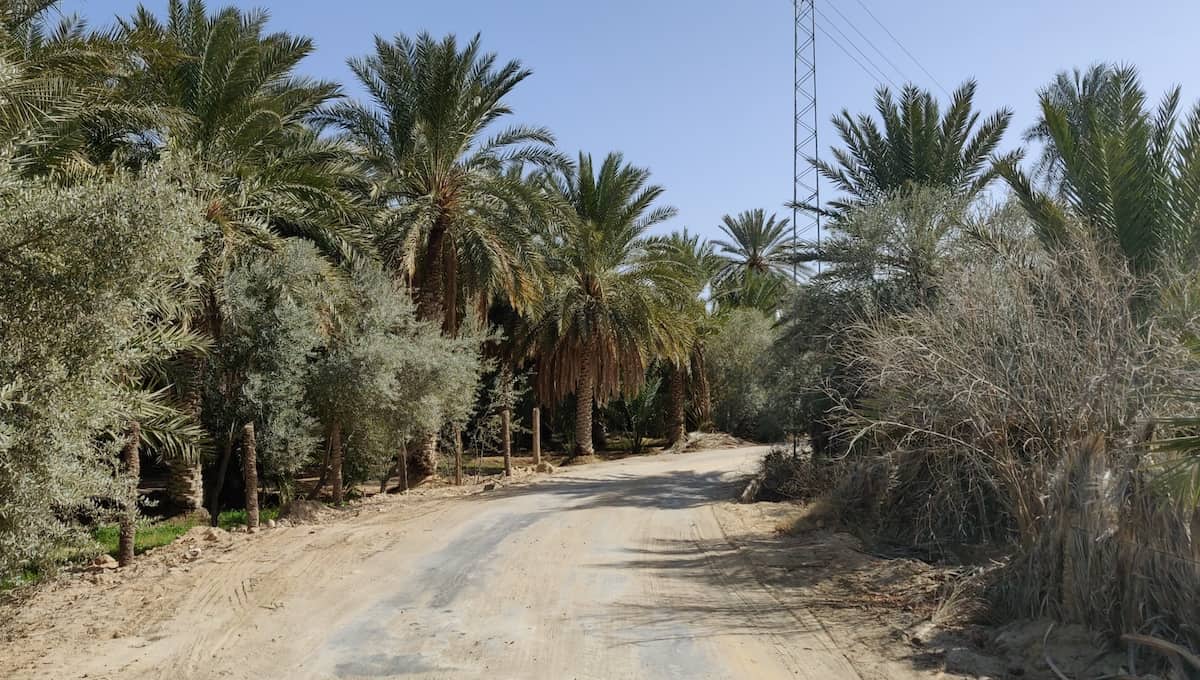 The nice road between palm trees