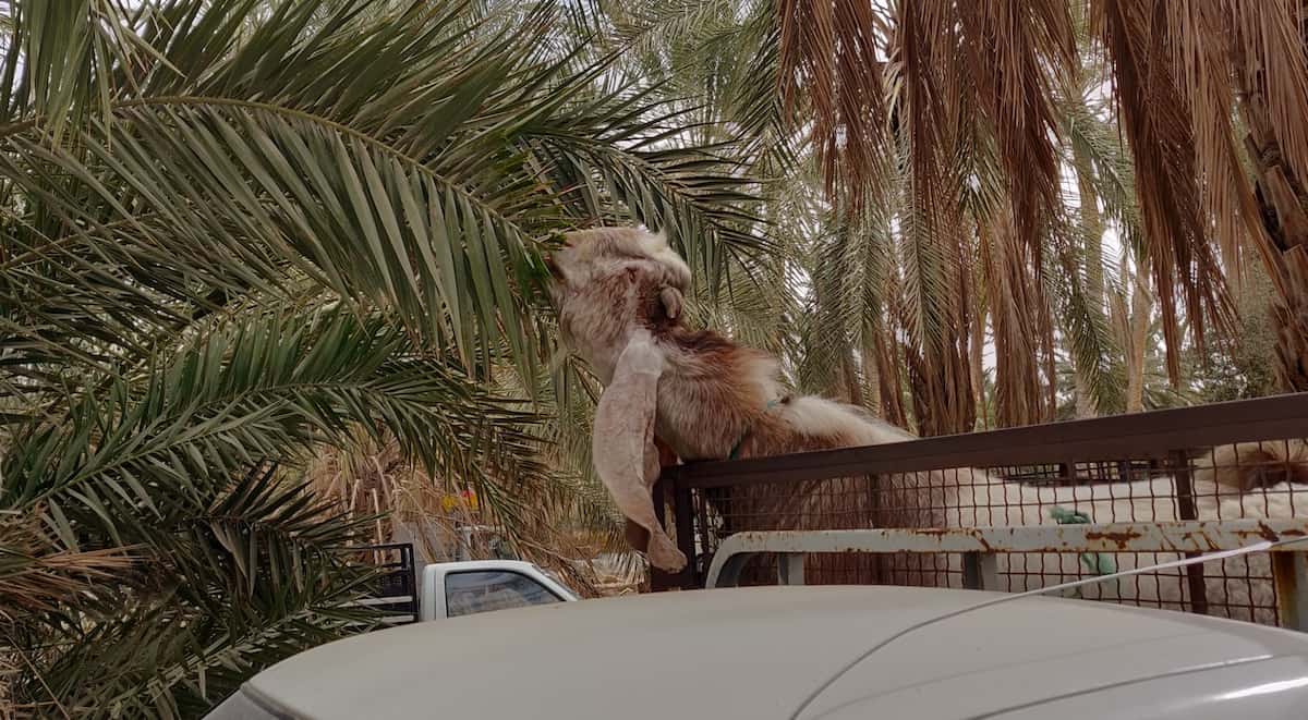 A goat eating from the palm tree