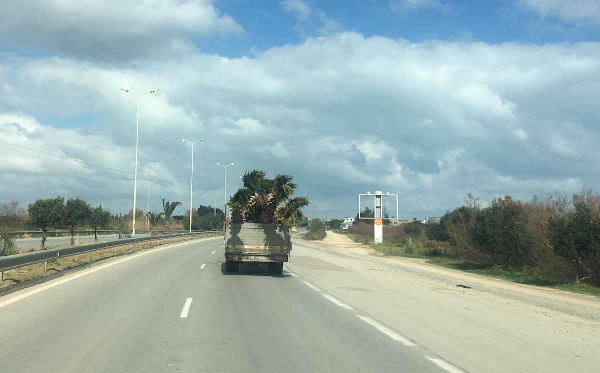 Palm trees on the move