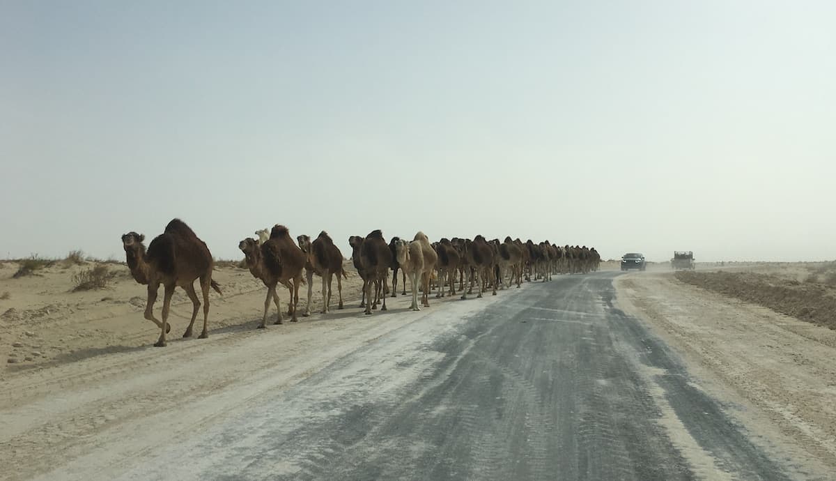 Meeting dromedaries on the way back