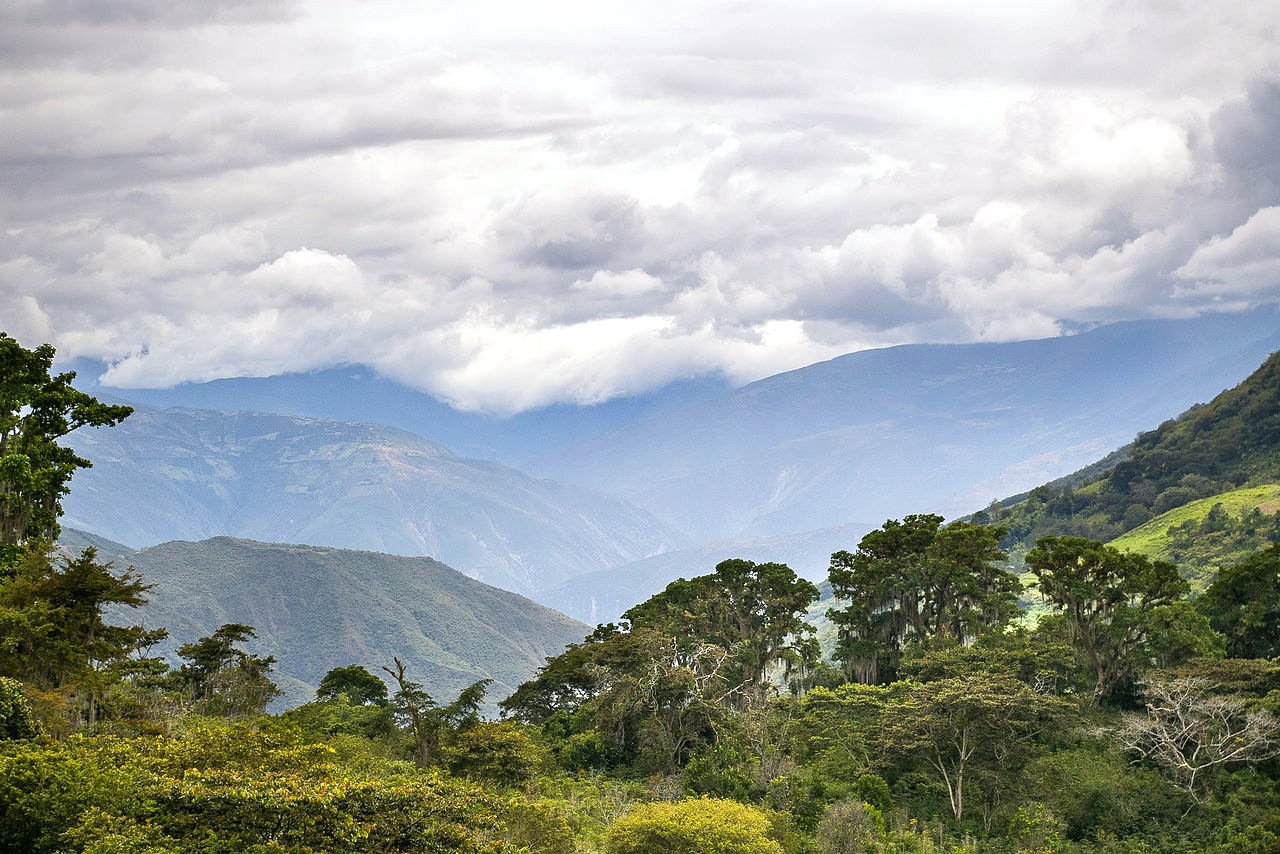 Caféiculture au Venezuela