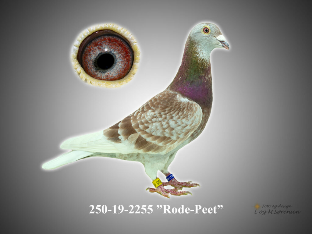 Rode-Peet 2022