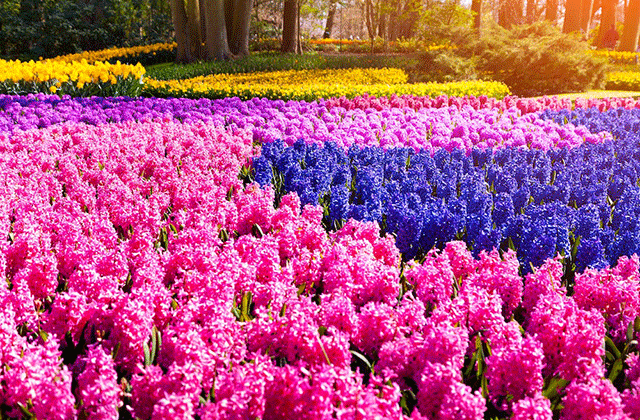Keukenhof garden -الأنشطة الممتعة في هولندا   -السياحة في هولندا