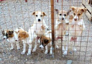 Image of street dogs in the Al Rabee Society for Nature and Animal Protection (RSNAP) shelter in Jordan