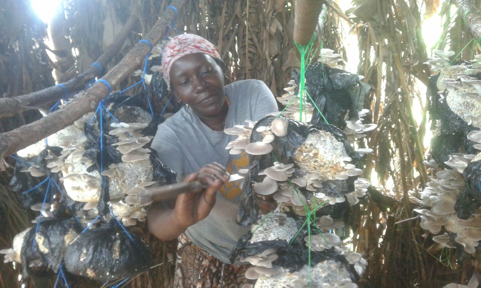 Mushroom farming Uganda A local sustainable empowerment project