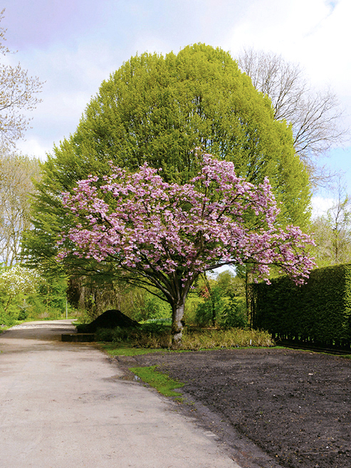 Tree in Tree