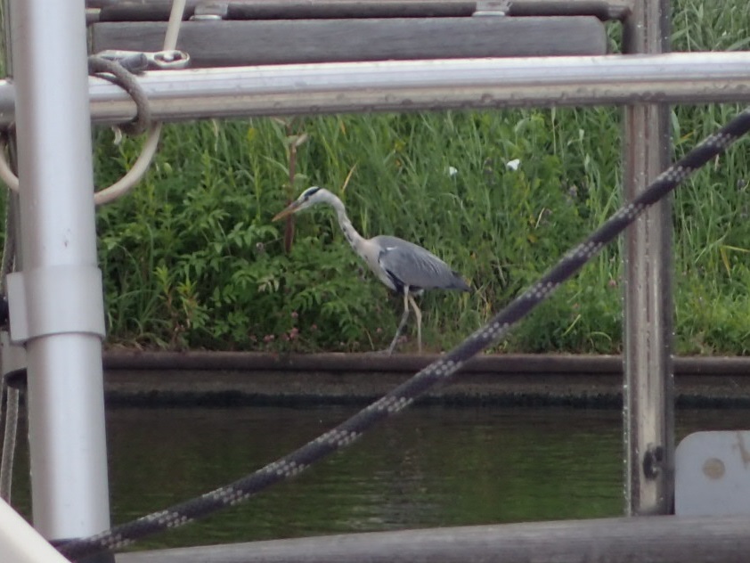 Common harbor birds of The Netherlands