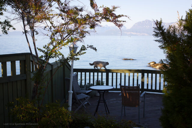 A garden scene with a sea view. A fluffy cat walks on top of the balustrade.