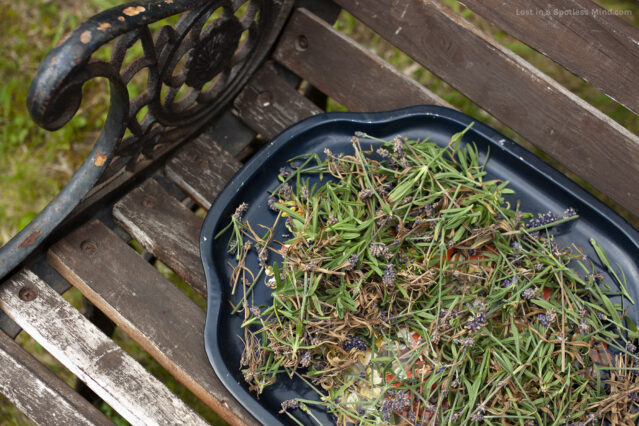 Cut lavender, on a tray, on a weathered bench.