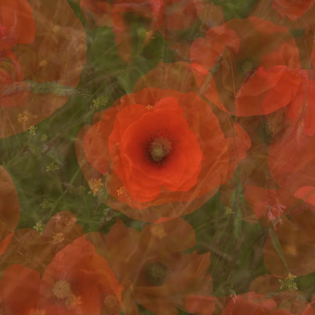 poppies