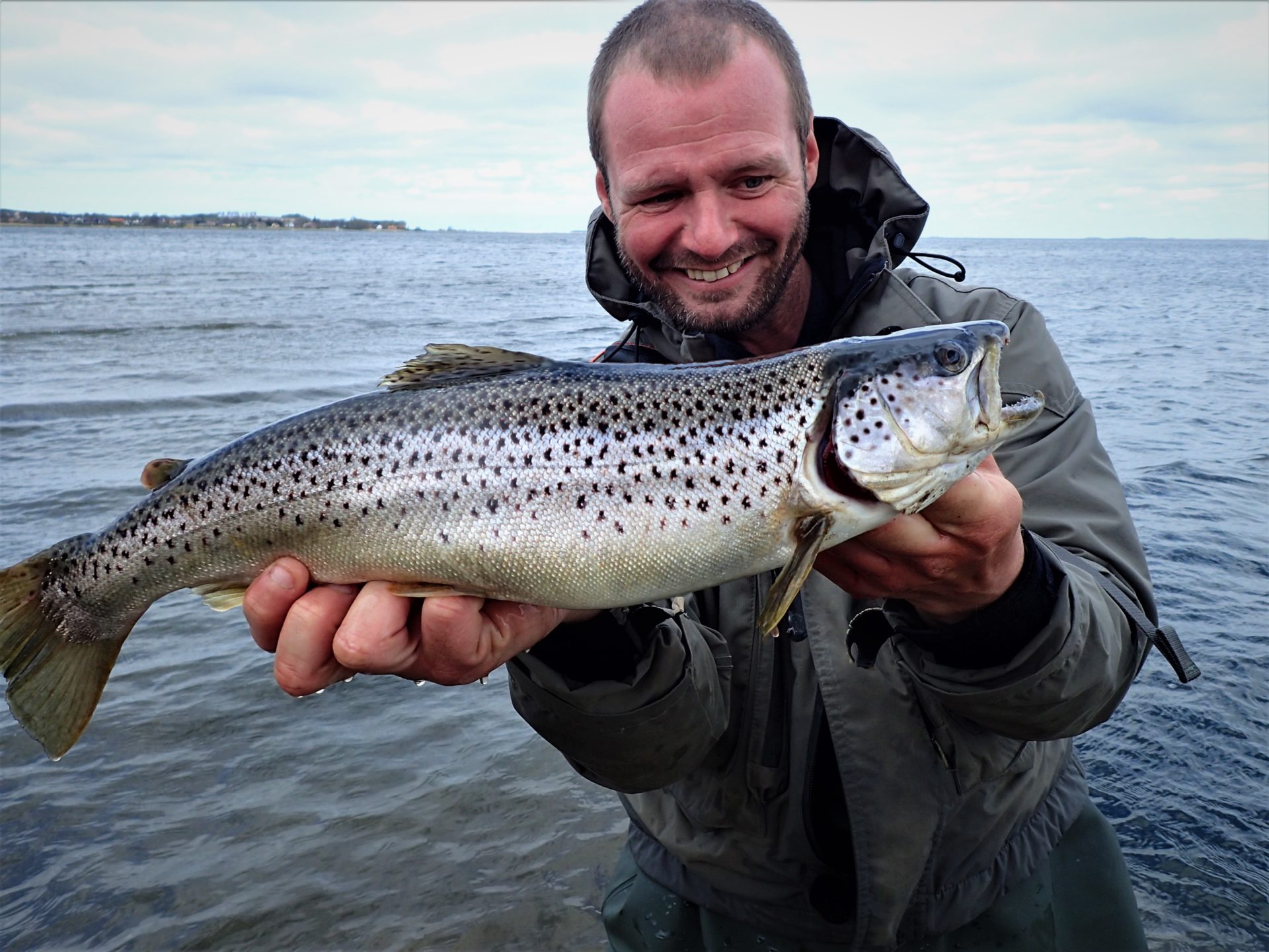 En havørred fra Sebbersund v. Nymøllevej ved Limfjorden.