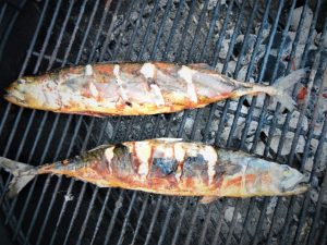 Makrelfiskeri i Limfjorden er spændende og efter fangst kan man røge makrellerne med det samme.