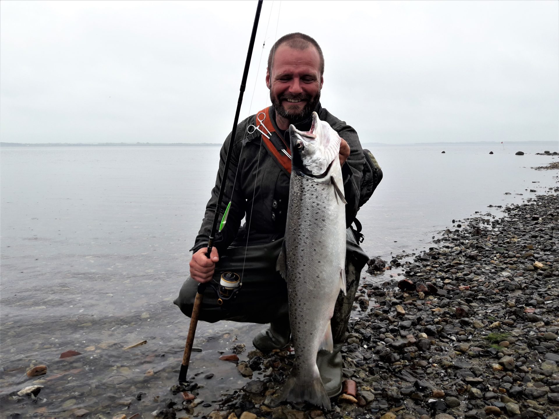 En stor havørred fra Lyby Strand i Limfjorden.