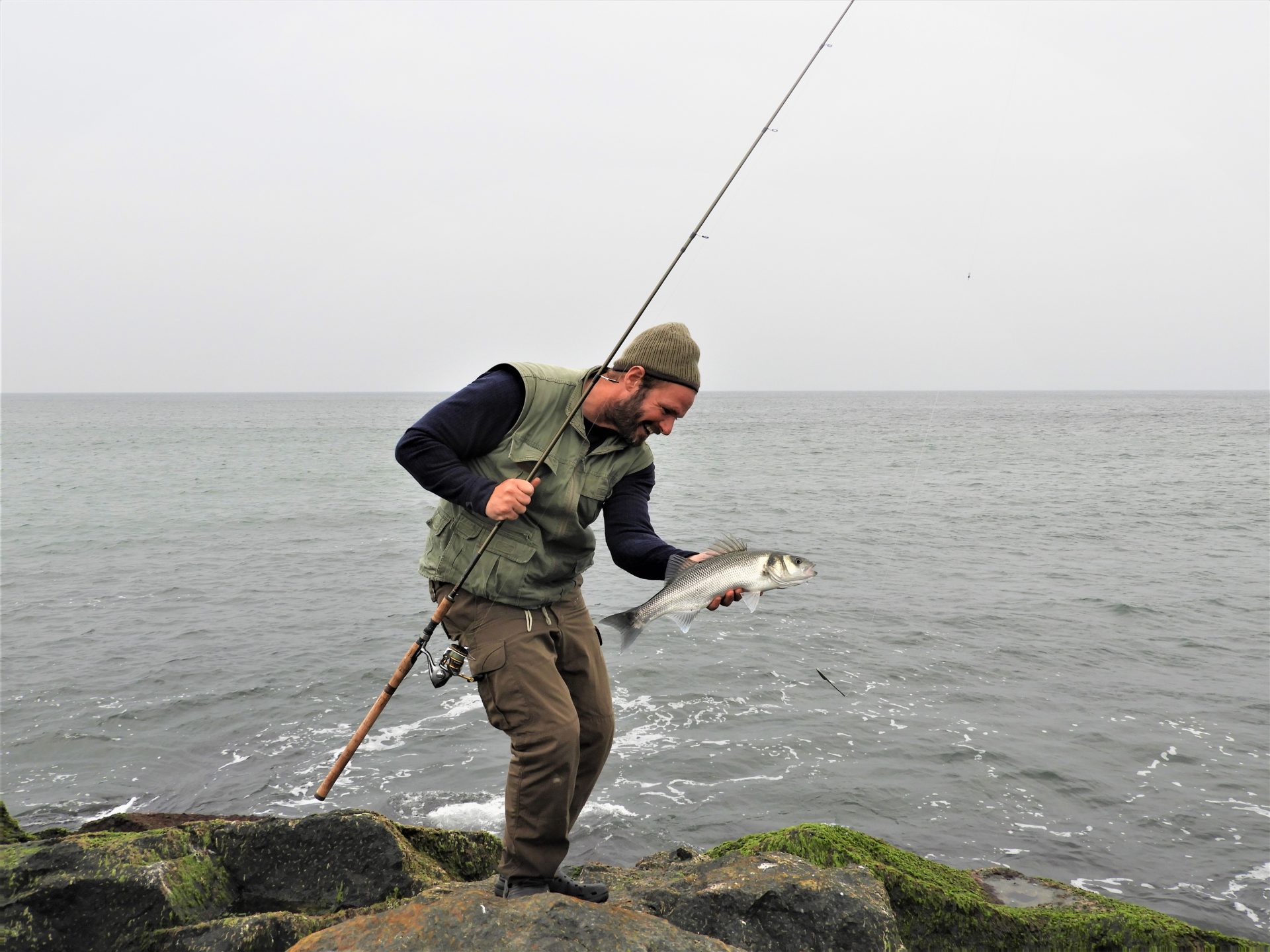 Havbars ved Agger Tange er der mange af hvert år. Tangene ligger ved udmundingen af Limfjorden på vestsiden.