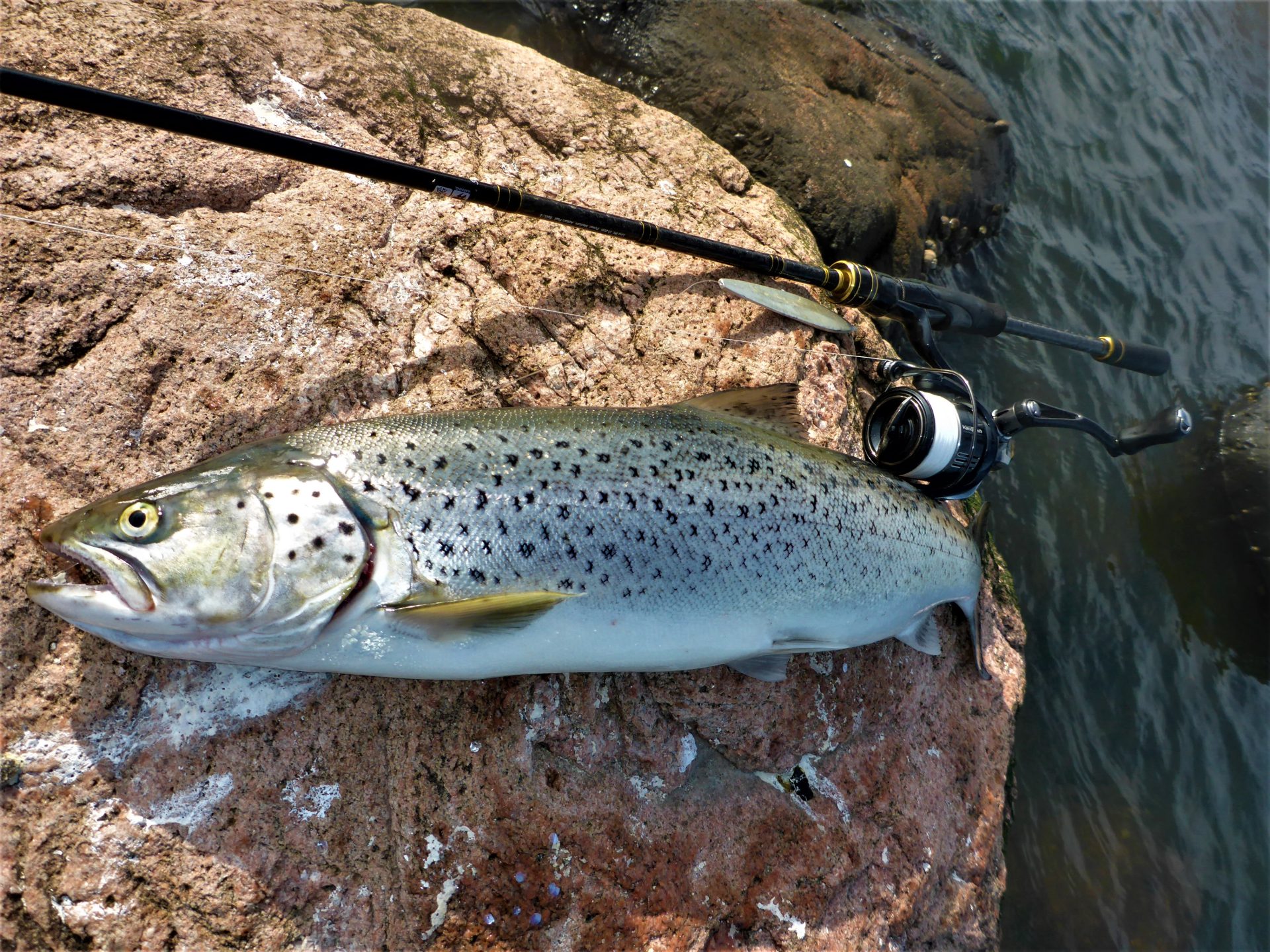 Priser for guidede fisketure