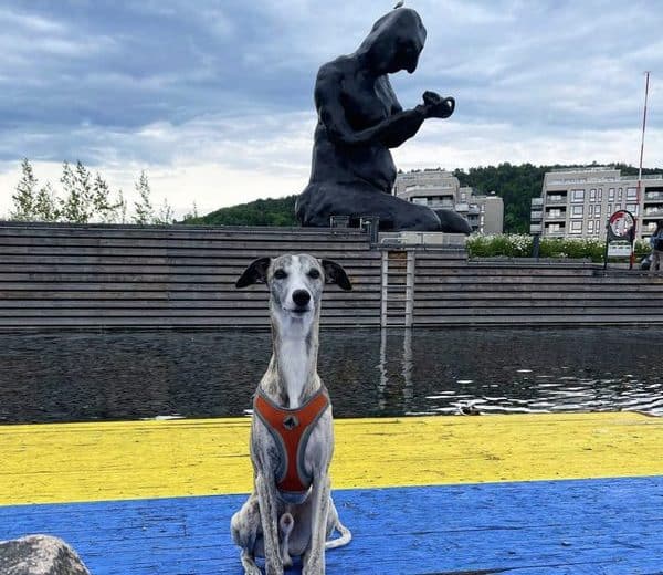 About us: Thug the whippet and Mad Goats mascot dog