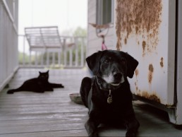 Charlotte Dumas, Bailey, Retired 911 rescue dog, 2011