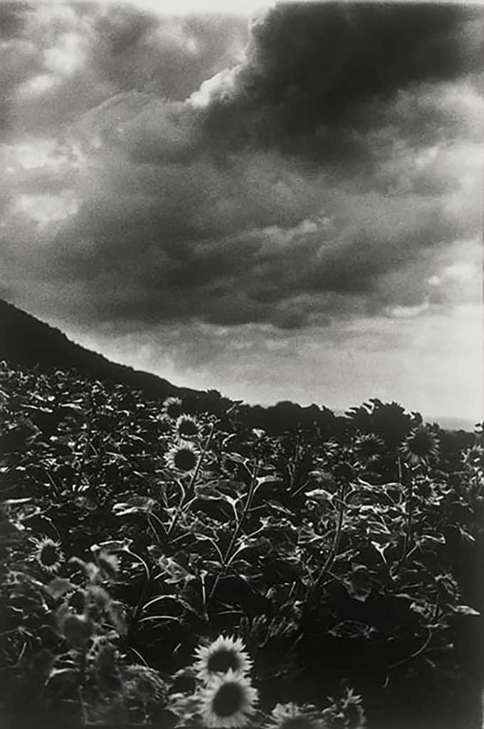 Ming Smith - Goghing with Darkness and Light (Sunflowers) -Singen, Germany, 1989