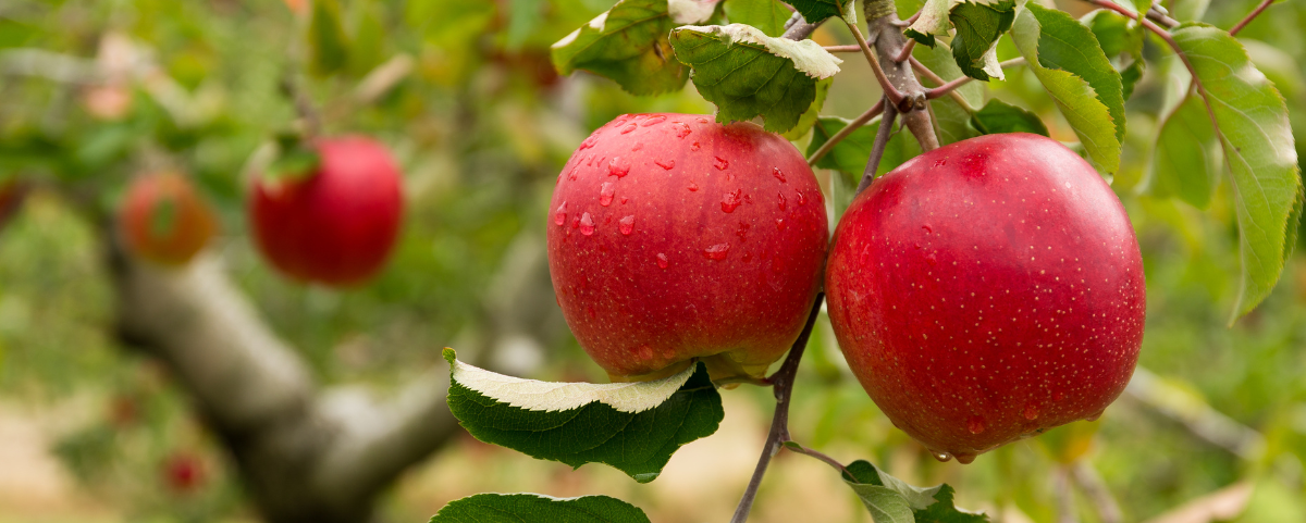 Fruit