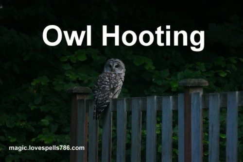 omen of owl hooting outside your bedroom