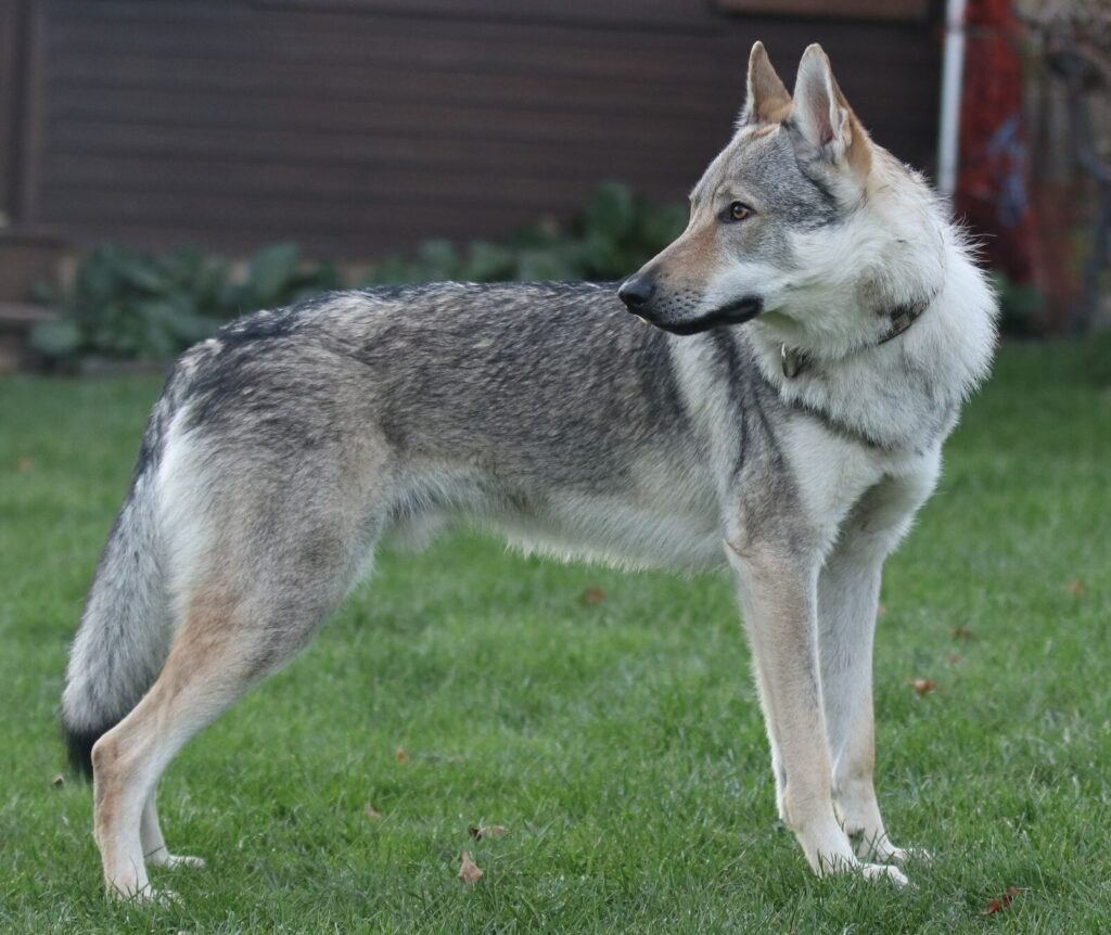 Tschechoslowakischer Wolfhund - Artaios Malá Bosorka