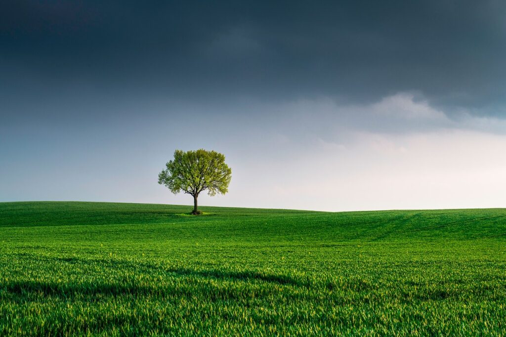 tree, field, landscape-6147402.jpg