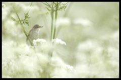 Busksangare-Abbekas-SK-06.06.20201