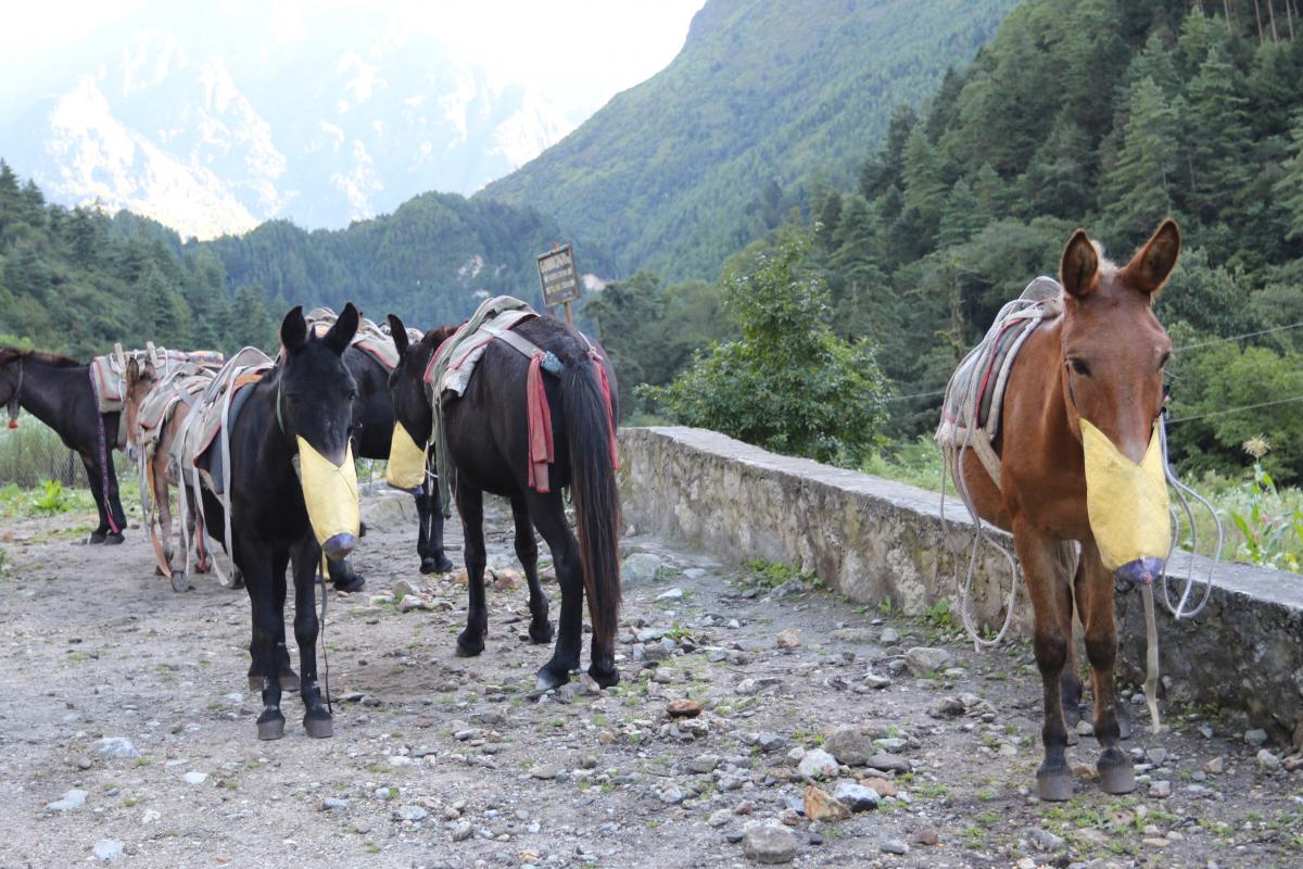 Trekking dag 2: To Bimthang