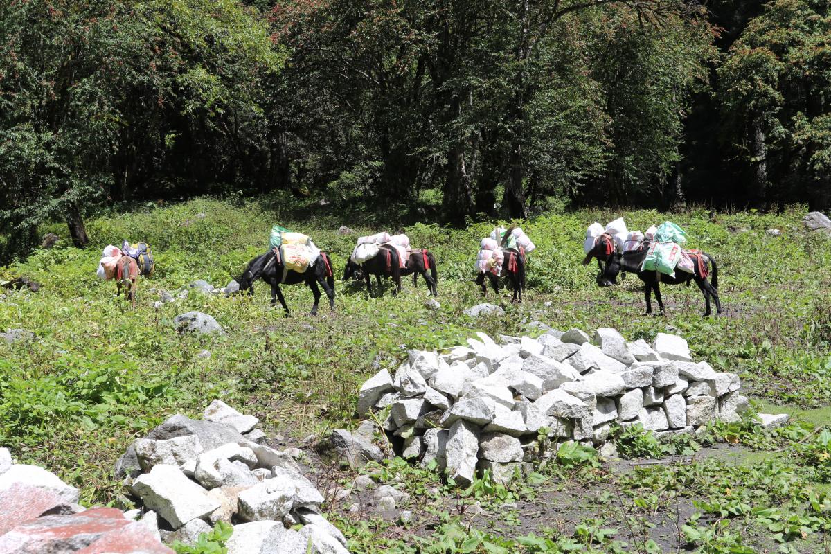 Trekking dag 2: To Bimthang