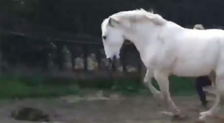 paard