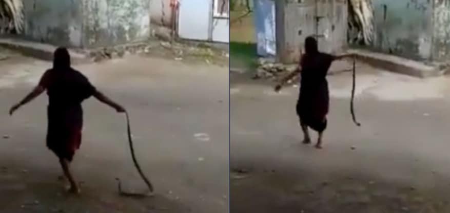 cobra