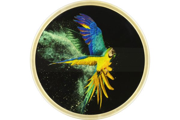 rotund gold macaw