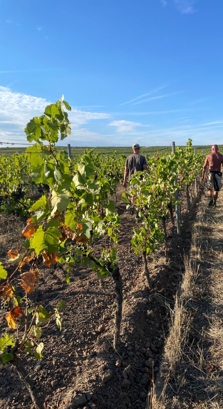 vinmarker fra druehøst i Tyskland 2022