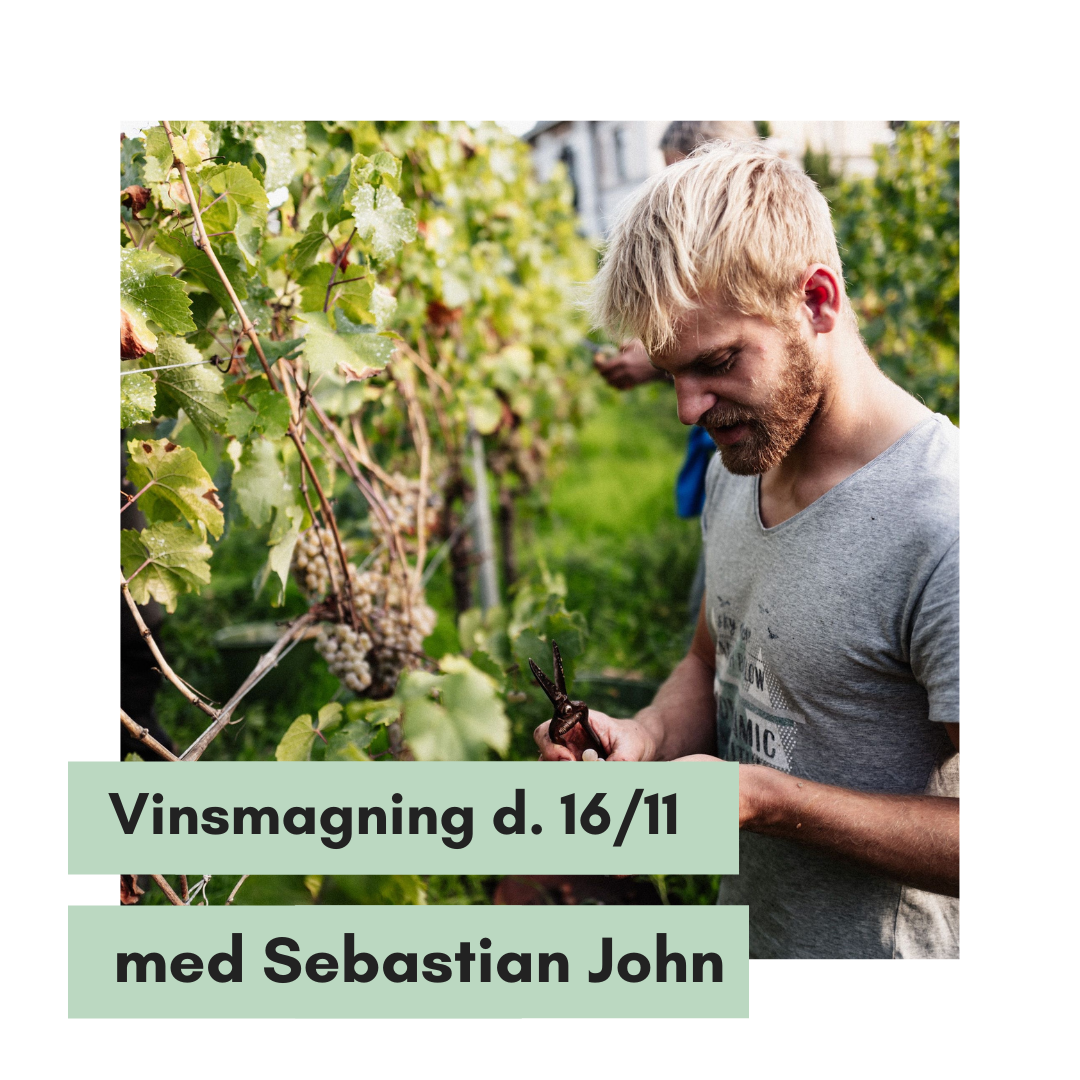 Billede af en ung mand med blondt hår og skæg, der plukker druer. Han har en beskæresaks i hånden og står i en vinmark ved nogle druestokke. Rundt om billedet er der en hvid kant. Oven på billedet står der skriften: Vinsmagning d. 16/11 med Sebastian John. Det står i to mintgrønne firkanter.