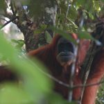 Orangutan in Sumatra by Cedric Hellemans