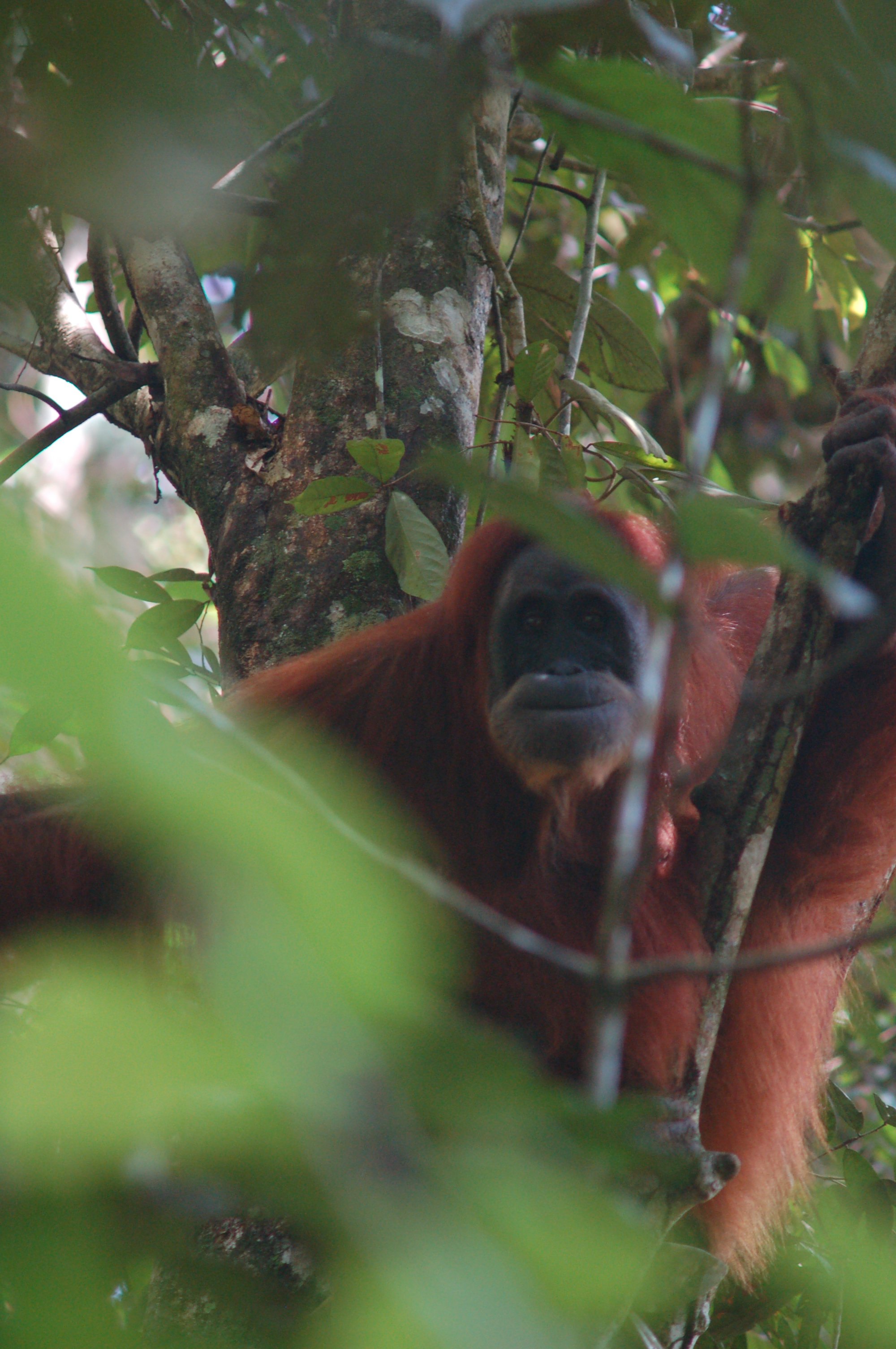 6 ENDEMIC ANIMALS OF INDONESIA 