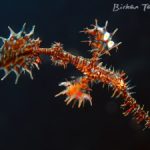 Reef Life - Ghost pipe fish by B. Tanis - GIDA