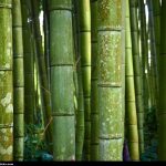 bamboo