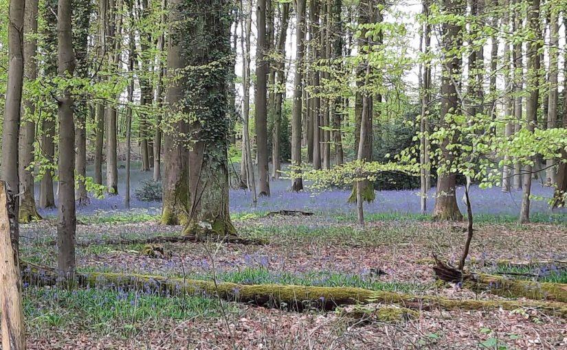 Foto’s van onze wandeluitstap naar Opbrakel op zat 20 april 2024