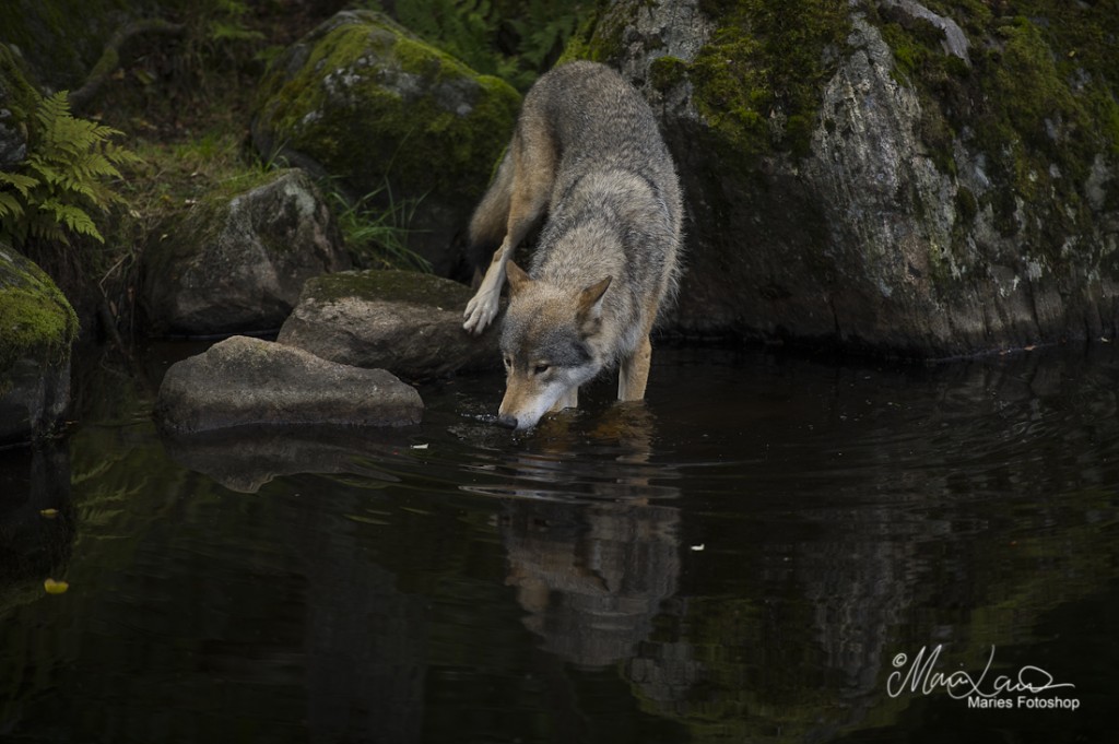 _DSC1078-Redigera