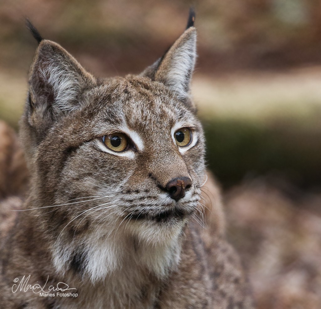 _DSC2906-Redigera