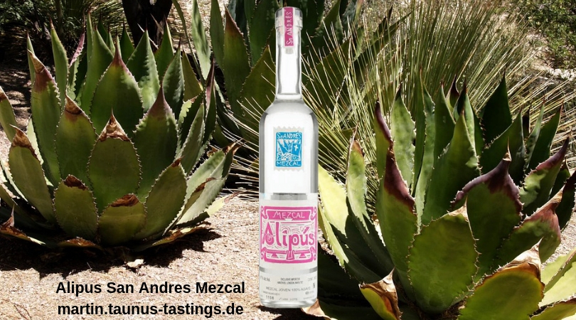 Eine Flasche Alipus San Andres Mezcal, im Hintergrund eine Agave