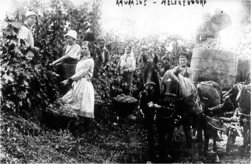 Grape gathering in Helenendorf Grape gathering in Helenendorf