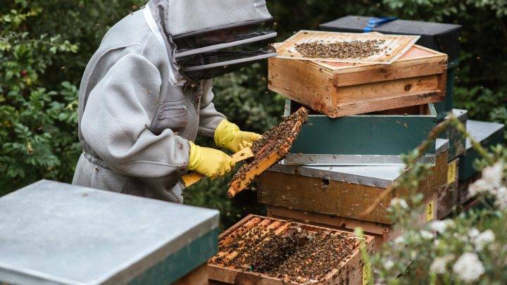 Honey of Ivanovka in Ismailli (Azerbaijan)