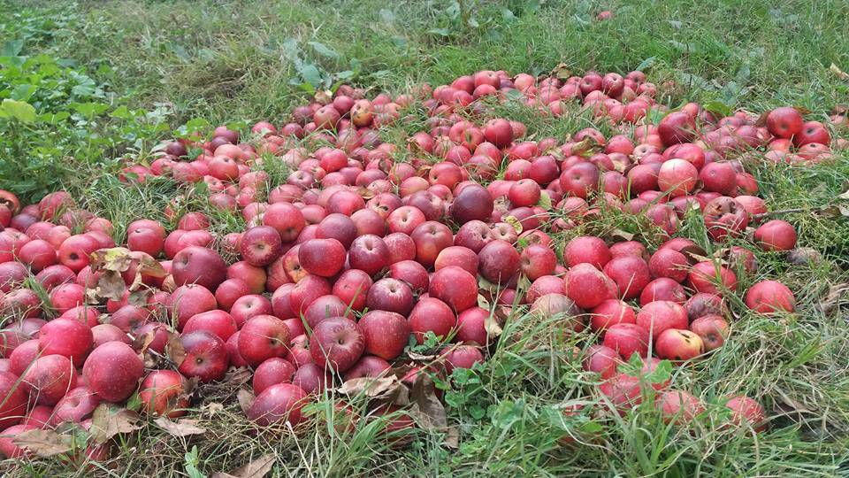 Что привезти из Исмаиллы? Сувениры, подарки и продукты