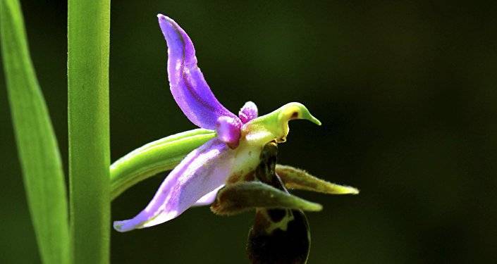 Xarı-bülbül: Die Symbolblume Schuschas und Karabachs