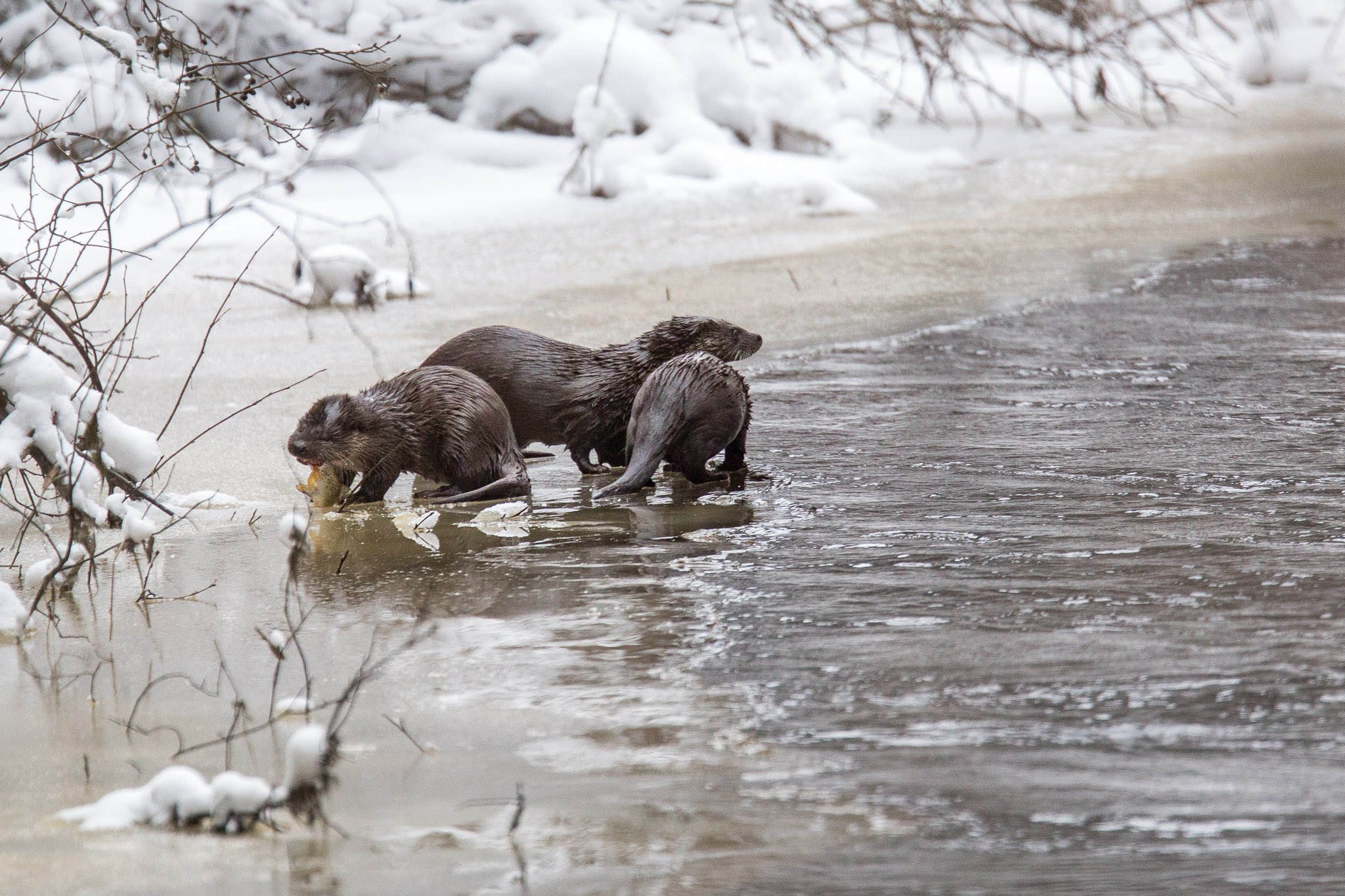 Saukko Otter