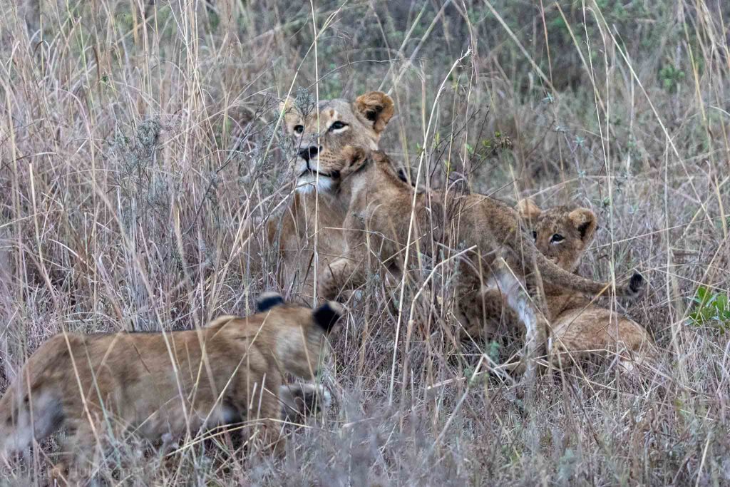 lion mom with her cubs
